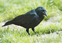 Corvus brachyrhynchos